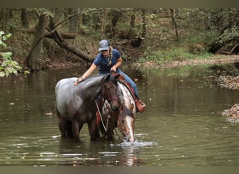 American Quarter Horse, Stute, Fohlen (06/2025), 150 cm, Roan-Bay