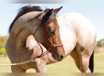 American Quarter Horse, Stute, Fohlen (06/2025), 150 cm, Roan-Bay