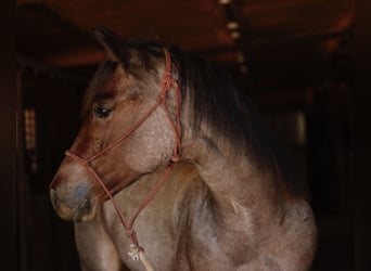American Quarter Horse, Stute, Fohlen (06/2025), 150 cm, Roan-Bay