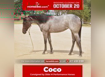 American Quarter Horse, Stute, Fohlen (06/2025), 150 cm, Roan-Bay