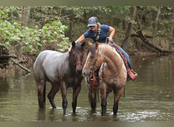 American Quarter Horse, Stute, Fohlen (06/2025), 150 cm, Roan-Bay