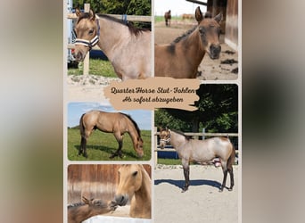American Quarter Horse, Stute, Fohlen (03/2026), 150 cm, Roan-Bay