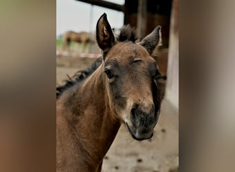 American Quarter Horse, Stute, Fohlen (03/2026), 150 cm, Roan-Bay