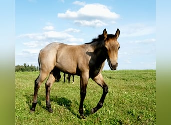 American Quarter Horse, Stute, Fohlen (03/2026), 150 cm, Roan-Bay