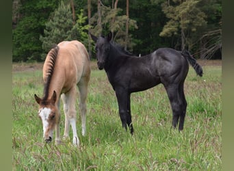 American Quarter Horse, Stute, , 150 cm, Roan-Bay