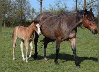 American Quarter Horse, Stute, , 150 cm, Roan-Bay