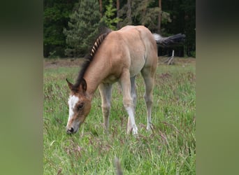 American Quarter Horse, Stute, , 150 cm, Roan-Bay