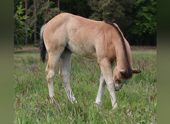 American Quarter Horse, Stute, , 150 cm, Roan-Bay