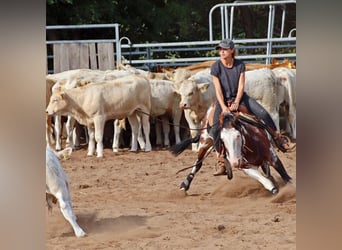 American Quarter Horse, Stute, , 150 cm, Roan-Bay