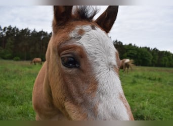 American Quarter Horse, Stute, , 150 cm, Roan-Bay