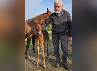 American Quarter Horse, Stute, , 150 cm, Roan-Bay
