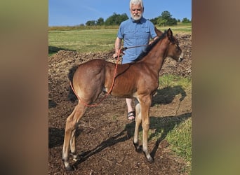American Quarter Horse, Stute, , 150 cm, Roan-Bay