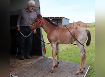 American Quarter Horse, Stute, Fohlen (05/2025), 150 cm, Roan-Bay
