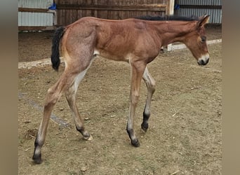 American Quarter Horse, Stute, , 150 cm, Roan-Bay