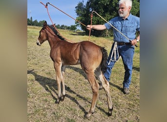 American Quarter Horse, Stute, , 150 cm, Roan-Bay