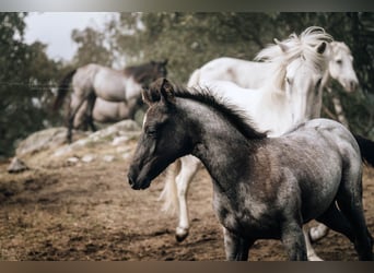 American Quarter Horse Mix, Stute, Fohlen (05/2024), 150 cm, Roan-Blue