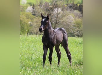 American Quarter Horse, Stute, Fohlen (04/2024), 150 cm, Roan-Blue