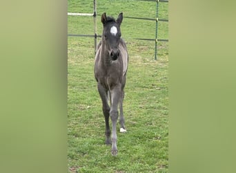 American Quarter Horse, Stute, , 150 cm, Roan-Blue