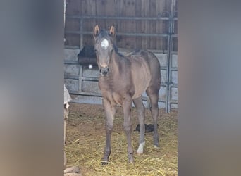 American Quarter Horse, Stute, , 150 cm, Roan-Blue