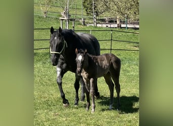 American Quarter Horse, Stute, , 150 cm, Roan-Blue