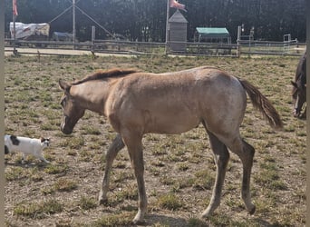 American Quarter Horse, Stute, Fohlen (01/2026), 150 cm, Roan-Red