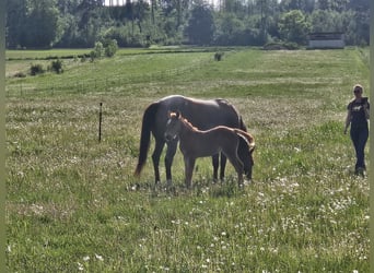 American Quarter Horse, Stute, Fohlen (01/2026), 150 cm, Roan-Red