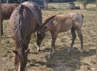 American Quarter Horse, Stute, Fohlen (01/2026), 150 cm, Roan-Red