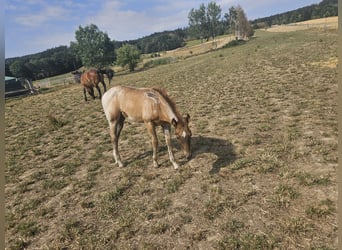 American Quarter Horse, Stute, Fohlen (01/2026), 150 cm, Roan-Red
