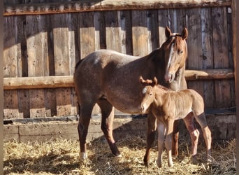 American Quarter Horse, Stute, Fohlen (01/2026), 150 cm, Roan-Red