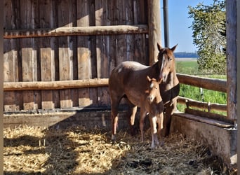 American Quarter Horse, Stute, Fohlen (01/2026), 150 cm, Roan-Red