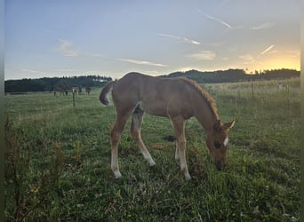 American Quarter Horse, Stute, Fohlen (01/2026), 150 cm, Roan-Red