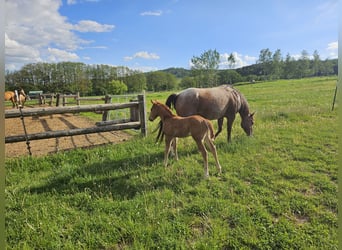 American Quarter Horse, Stute, Fohlen (01/2026), 150 cm, Roan-Red
