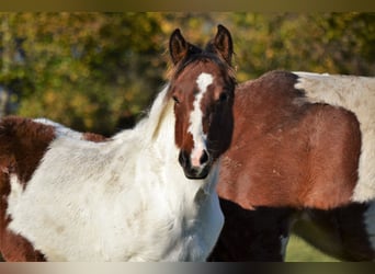 American Quarter Horse Mix, Stute, Fohlen (04/2023), 150 cm, Schecke