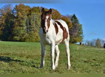 American Quarter Horse Mix, Stute, Fohlen (04/2023), 150 cm, Schecke