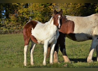 American Quarter Horse Mix, Stute, Fohlen (04/2023), 150 cm, Schecke