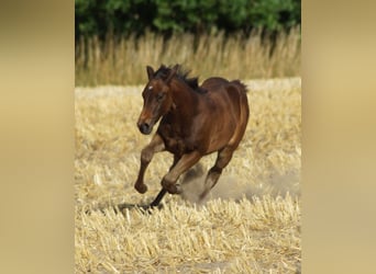 American Quarter Horse, Stute, Fohlen (04/2025), 150 cm, Schwarzbrauner