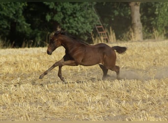 American Quarter Horse, Stute, Fohlen (04/2025), 150 cm, Schwarzbrauner