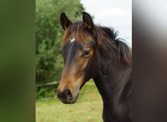 American Quarter Horse, Stute, Fohlen (04/2025), 150 cm, Schwarzbrauner