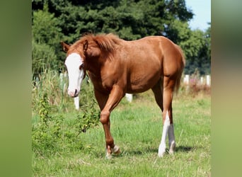 American Quarter Horse, Stute, Fohlen (03/2025), 151 cm, Fuchs
