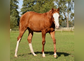 American Quarter Horse, Stute, Fohlen (03/2025), 151 cm, Fuchs