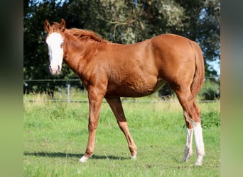 American Quarter Horse, Stute, Fohlen (03/2025), 151 cm, Fuchs