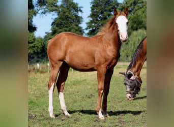 American Quarter Horse, Stute, Fohlen (03/2025), 151 cm, Fuchs