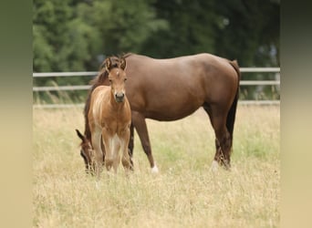 American Quarter Horse, Stute, Fohlen (04/2026), 152 cm, Brauner