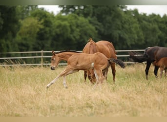 American Quarter Horse, Stute, Fohlen (04/2026), 152 cm, Brauner