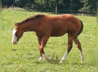 American Quarter Horse, Stute, Fohlen (03/2025), 152 cm, Brauner