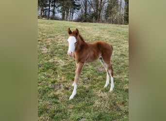 American Quarter Horse, Stute, Fohlen (03/2025), 152 cm, Brauner
