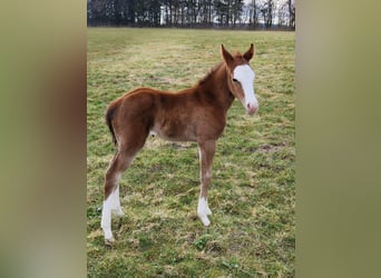 American Quarter Horse, Stute, Fohlen (03/2025), 152 cm, Brauner