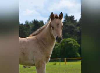 American Quarter Horse, Stute, Fohlen (04/2026), 152 cm, Buckskin