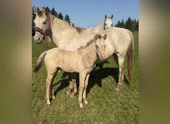 American Quarter Horse, Stute, Fohlen (04/2026), 152 cm, Champagne
