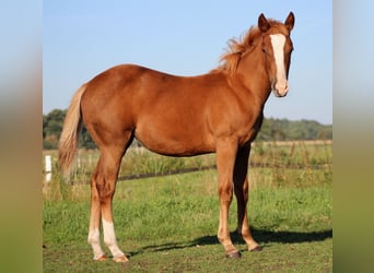 American Quarter Horse, Stute, Fohlen (03/2026), 152 cm, Dunkelfuchs